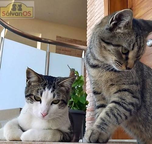 Junior & Tigrito