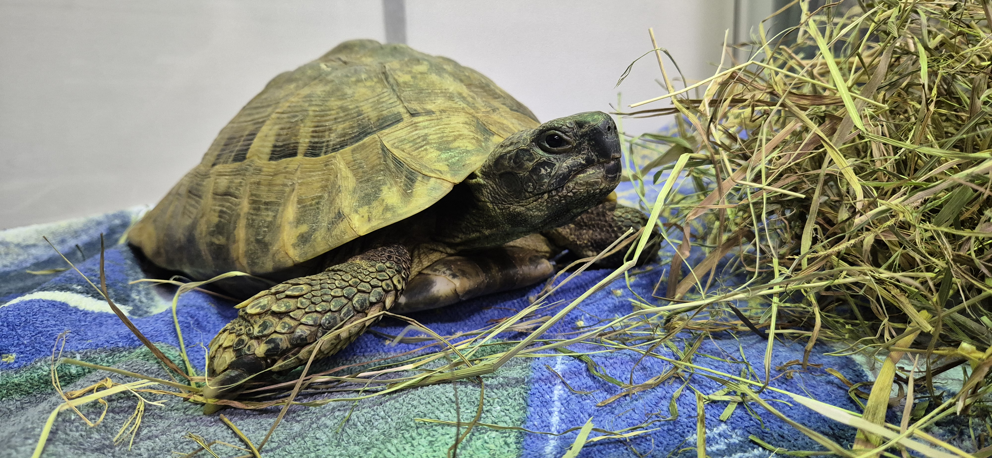 Mario// *Reserviert* – Griechische Landschildkröte, männlich, 50969 Köln-Zollstock – zur Adoption