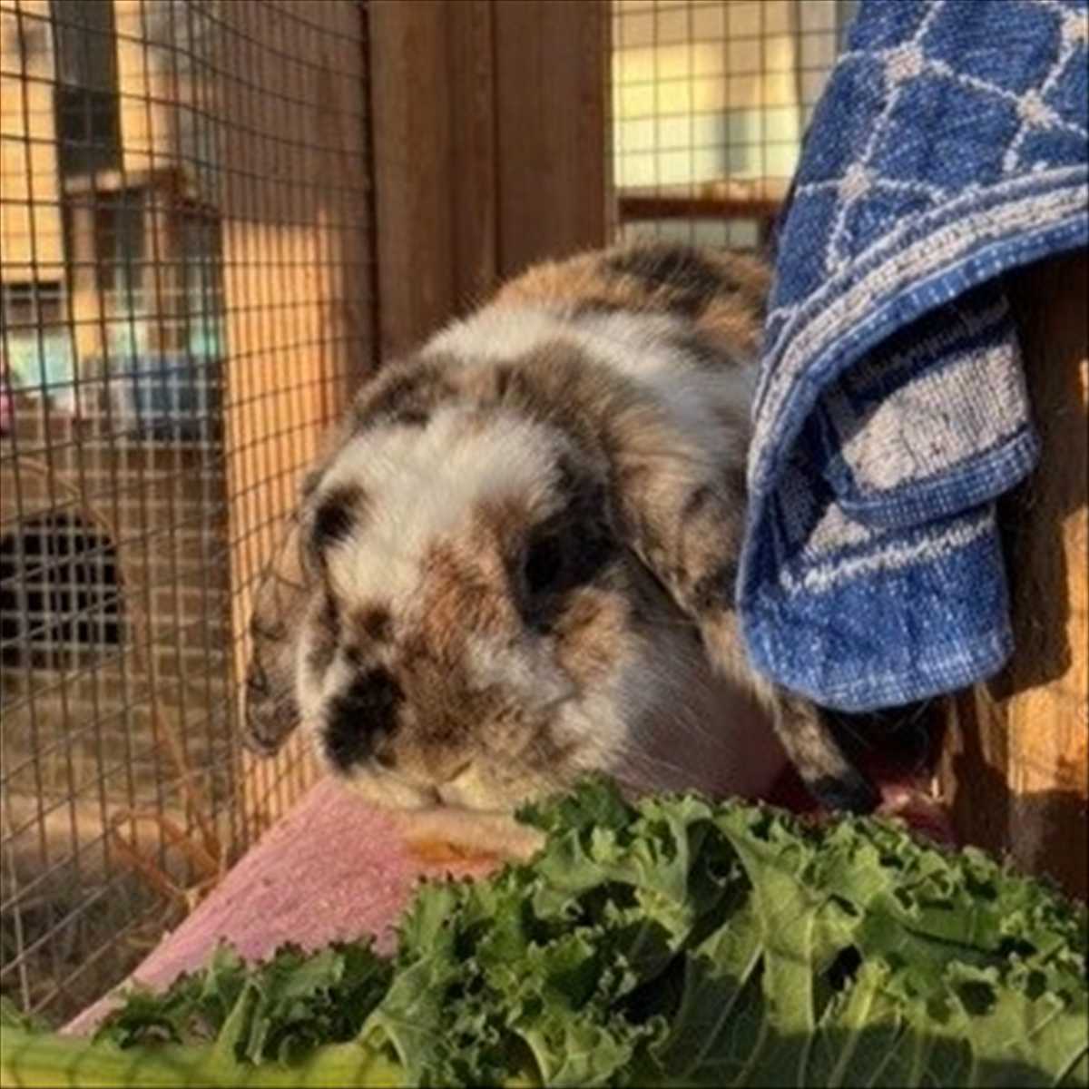 SCHNUFFI