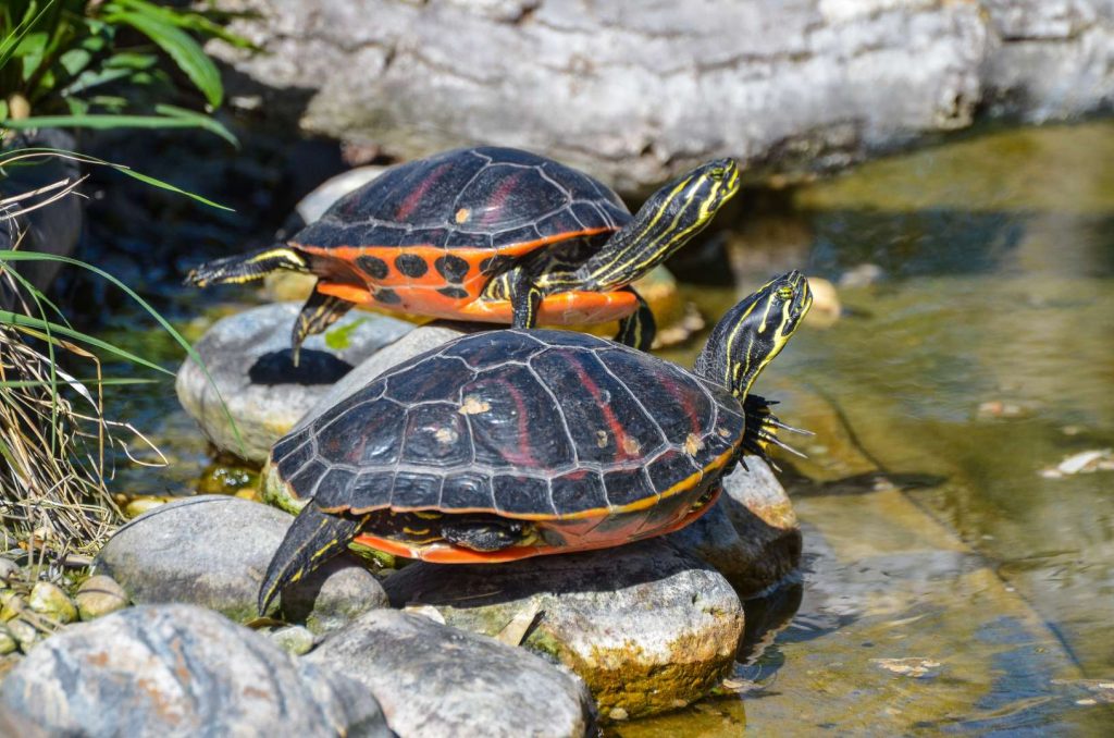Schmuckschildkröten
