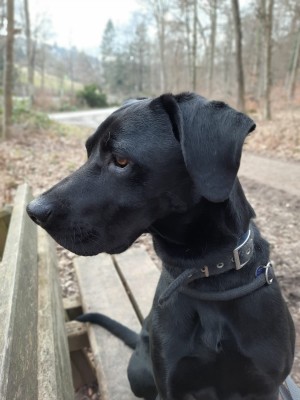 Odin