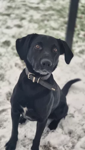 Merlin