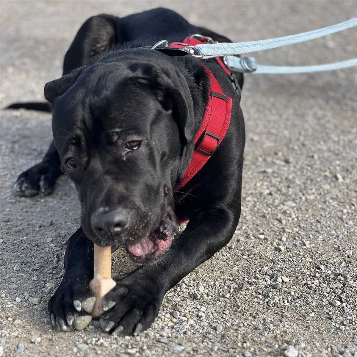 JAX