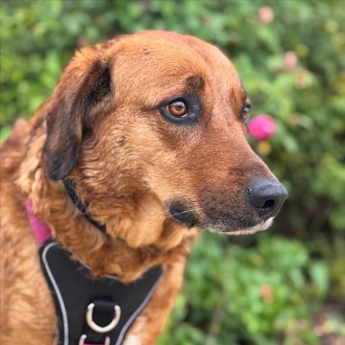 LOLA