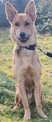 Dingo