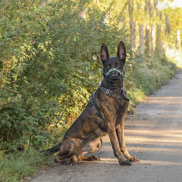 Anubis