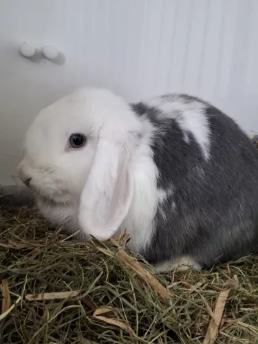 Mc Fussel – Kaninchen, weiblich, 26389 Wilhelmshaven – zur Adoption