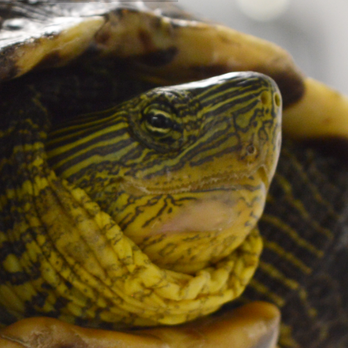 Wasserschildkröten