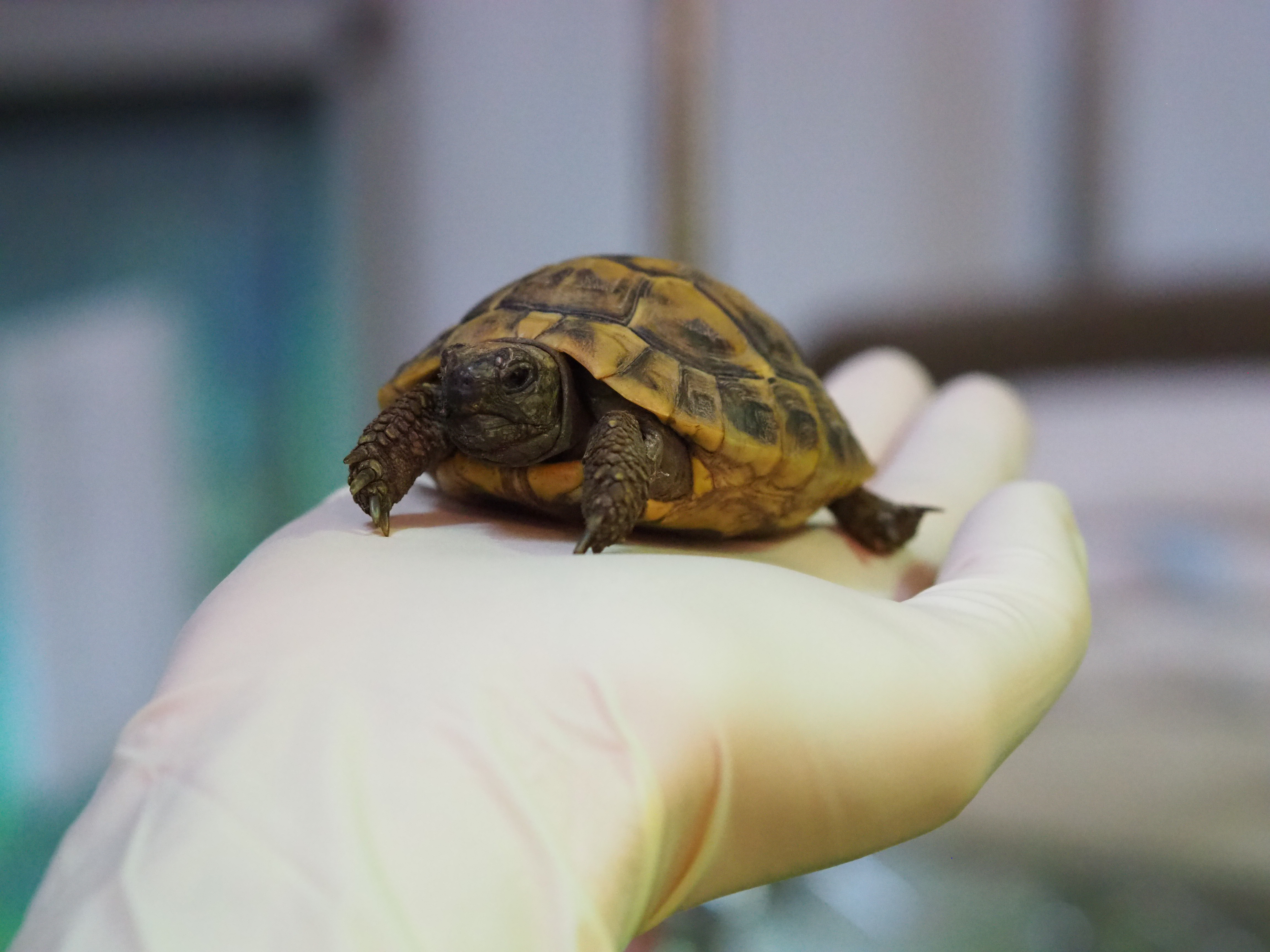 Zucchini// Mycoplasmen Positiv *Reserviert* – Griechische Landschildkröte, männlich, 50969 Köln-Zollstock – zur Adoption