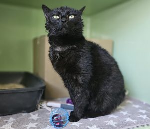 Hildegard – Europäisch Kurzhaar, weiblich, 6 Jahre, 97525 Schwebheim – zur Adoption