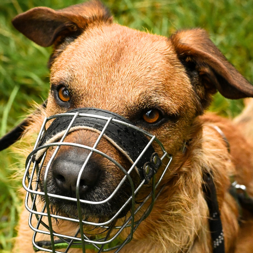 Balu