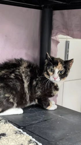 Hanna – EKH, weiblich, 26389 Wilhelmshaven – zur Adoption