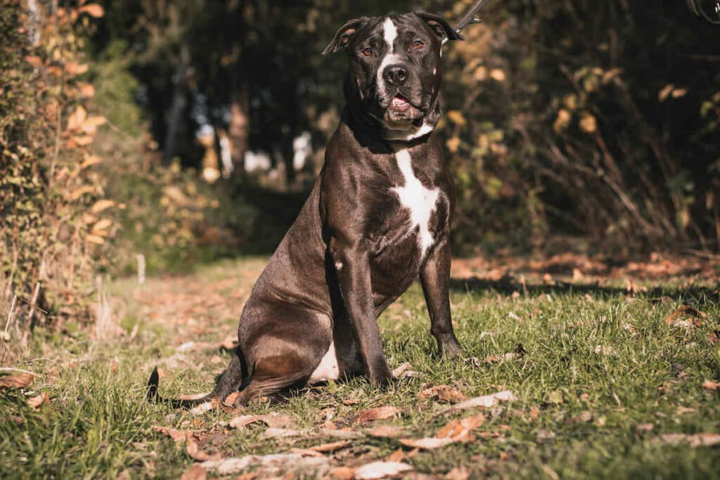 Ares