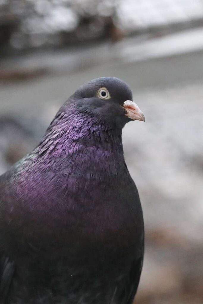 Bommel