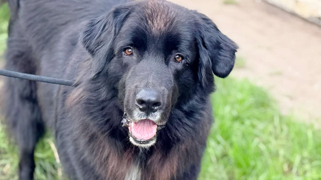 Simba – Neufundländer, männlich, 3 Jahre, 7 Monate, 13057 Berlin – zur Adoption