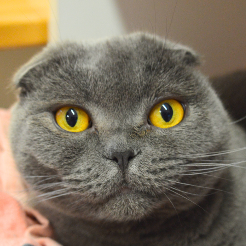 Fiona