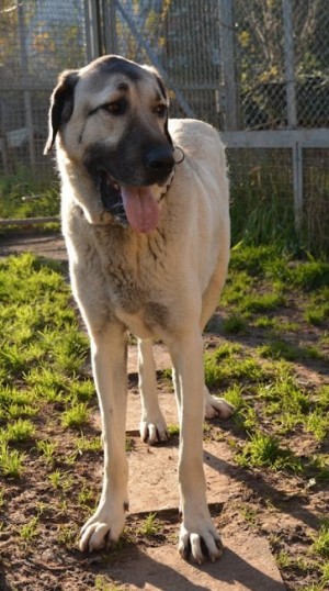 Pasa