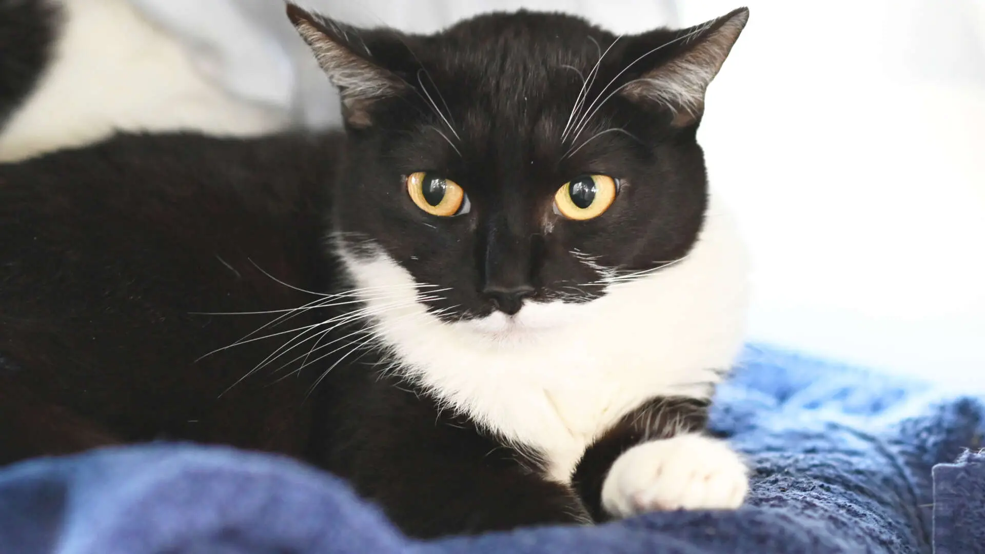 Scheue Katzen hoffen auf eine Chance