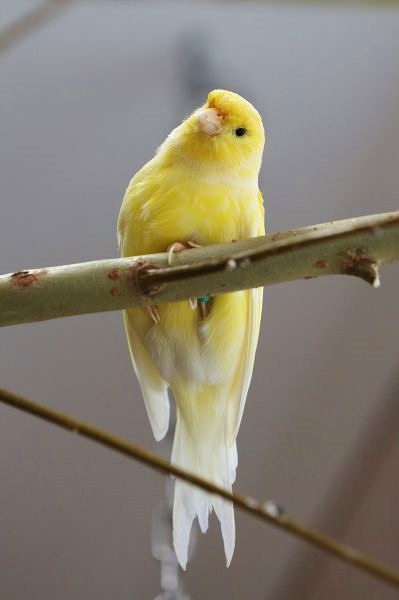 Kanarienvögel