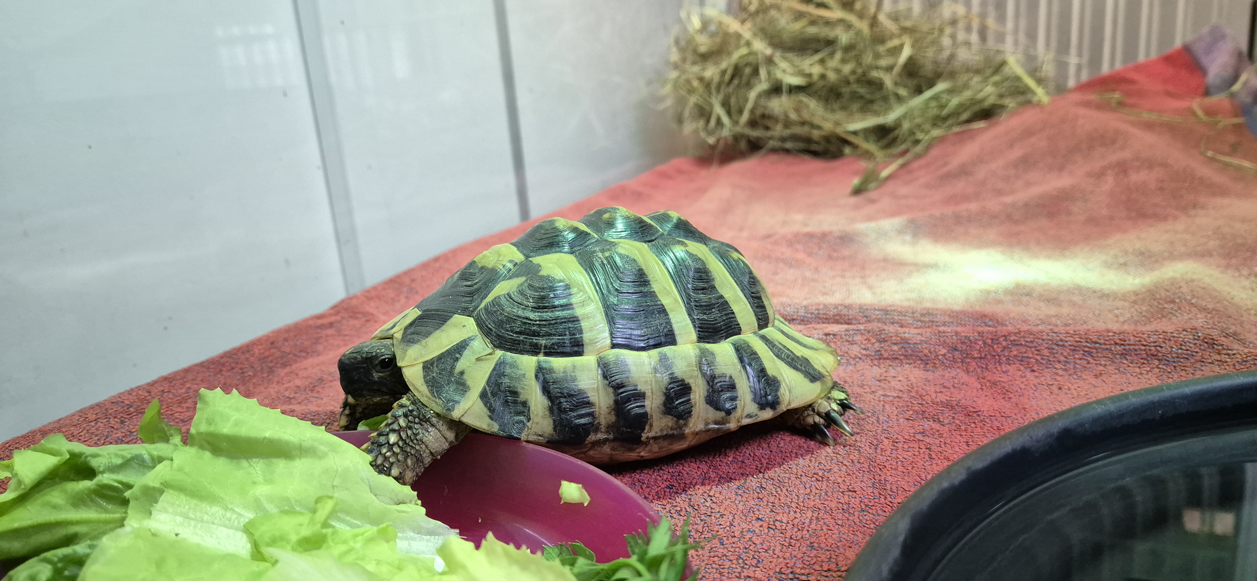 Mr. Turbo// Mycoplasmen Positiv *Reserviert* – Griechische Landschildkröte, männlich, 50969 Köln-Zollstock – zur Adoption