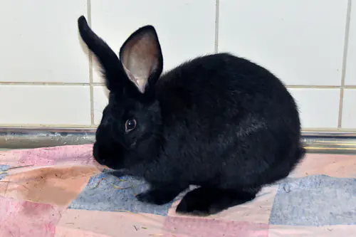 Alan