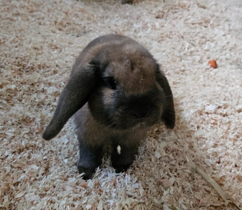 Hazel