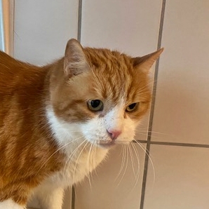 Garfield
