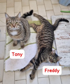 Toni und Freddy