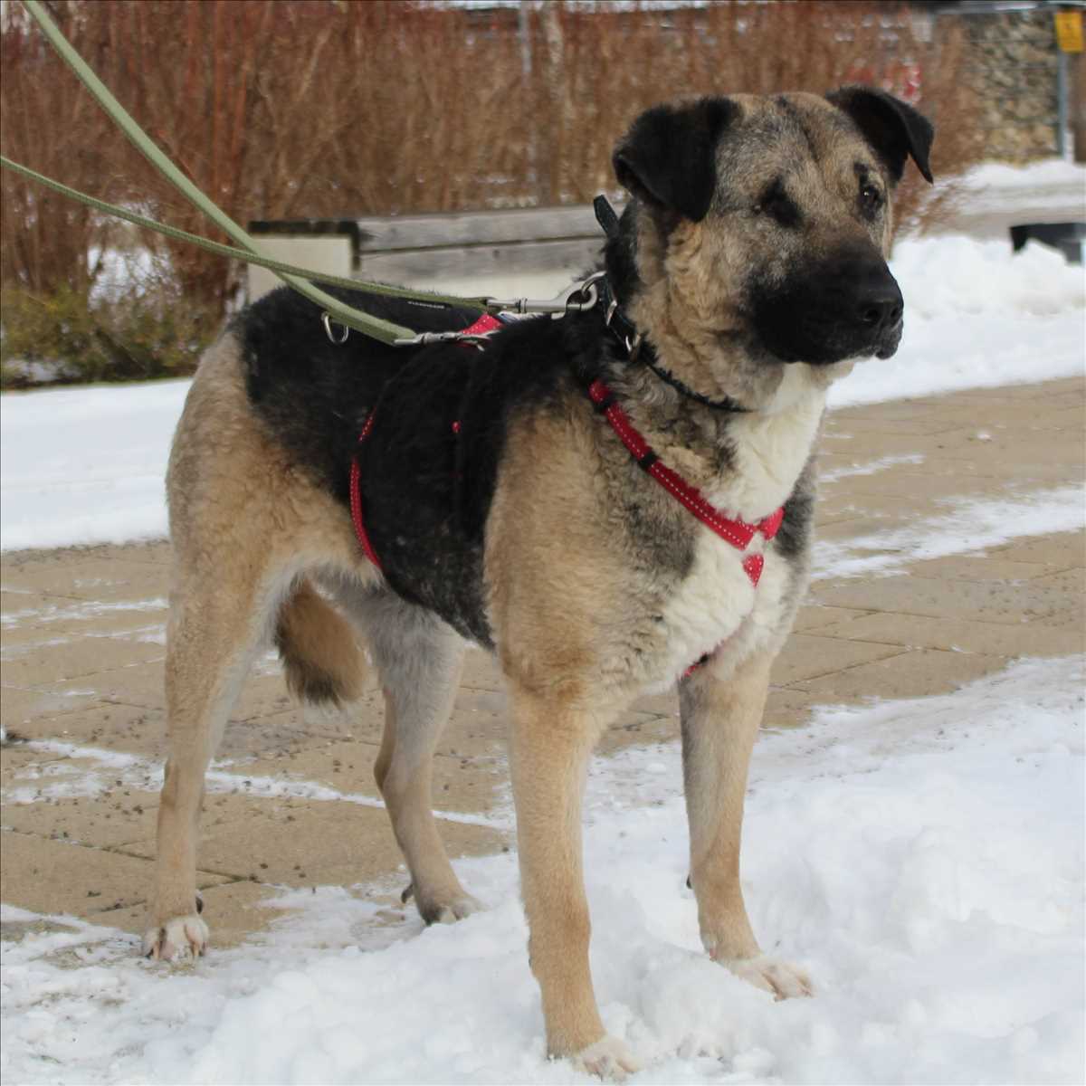 SOFIE