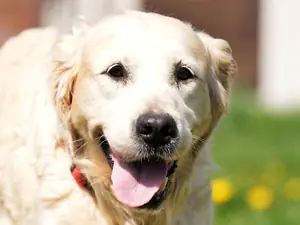 Gina – Golden Retriever, weiblich, 6 Jahre, 90537 Feucht – zur Adoption