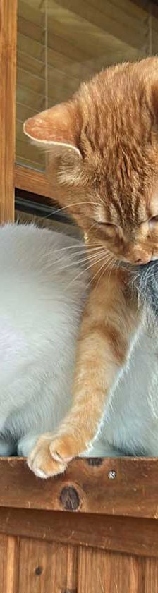 Gustav – BKH-Mix, Männchen, 2 Jahre, 82031 Grünwald – Foto 2