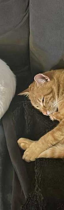 Gustav – BKH-Mix, Männchen, 2 Jahre, 82031 Grünwald – Foto 4
