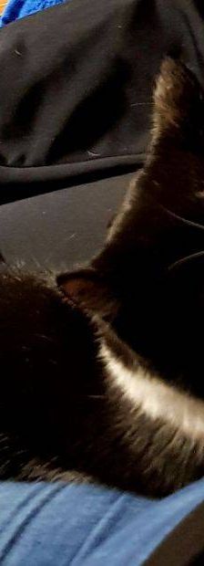 Sora – Europäisch Kurzhaar, Weibchen, 2 Jahre, 65520 Bad Camberg – Foto 6