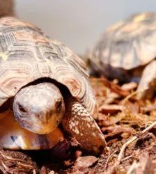 Ralf Rooibos – Glattrand-Gelenkschildkröte, Männchen, 3 Jahre, 13057 Berlin – Foto 3
