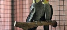 Moschusschildkröte – Moschusschildkröte, Unbekannt, Alter unbekannt, 97525 Schwebheim – Foto 2