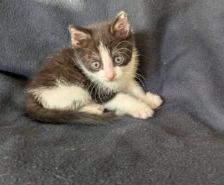 Dolly – Katze, Weibchen, 2 Monate, 39576 Stendal – Foto 1