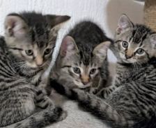 Dolly – Katze, Weibchen, 2 Monate, 39576 Stendal – Foto 2