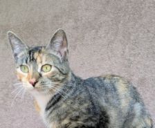 Dolly – Katze, Weibchen, 2 Monate, 39576 Stendal – Foto 3