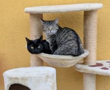 Dolly – Katze, Weibchen, 2 Monate, 39576 Stendal – Foto 4