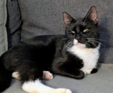 Dolly – Katze, Weibchen, 2 Monate, 39576 Stendal – Foto 5
