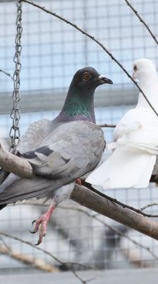 Sahnehäubchen – Stadttaube, Weibchen, 3 Jahre, 13057 Berlin – Foto 1