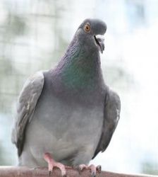 Sahnehäubchen – Stadttaube, Weibchen, 3 Jahre, 13057 Berlin – Foto 5