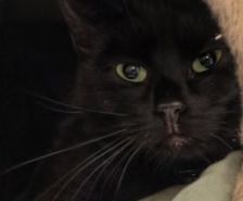 Cruella – Katze, Weibchen, 3 Monate, 39576 Stendal – Foto 2