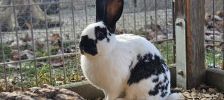 Domingo – Rex, Weibchen, 2 Jahre, 97525 Schwebheim – Foto 2