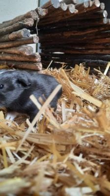 Brandy – Meerschweinchen, Weibchen, 1 Jahr, 39576 Stendal – Foto 5