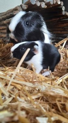 Brandy – Meerschweinchen, Weibchen, 1 Jahr, 39576 Stendal – Foto 6