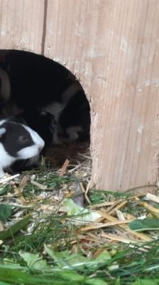 Brandy – Meerschweinchen, Weibchen, 1 Jahr, 39576 Stendal – Foto 7
