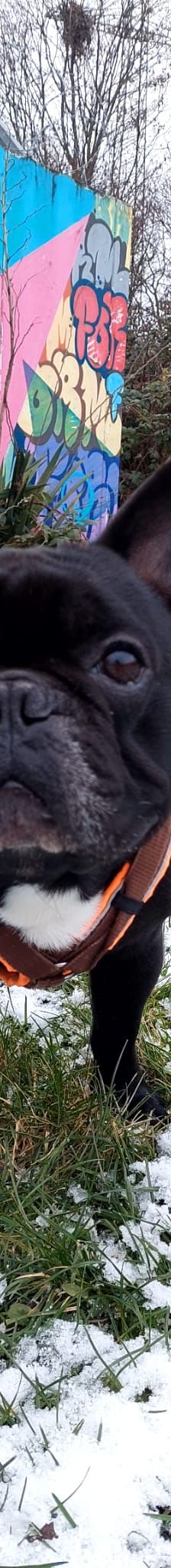 Filja – Franz. Bulldogge, Männchen, 3 Jahre 8 Monate, 50969 Köln-Zollstock – Foto 1