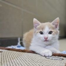 Franz – Europäisch Kurzhaar, Männchen, Alter unbekannt, 97525 Schwebheim – Foto 1