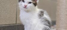 Franz – Europäisch Kurzhaar, Männchen, Alter unbekannt, 97525 Schwebheim – Foto 2